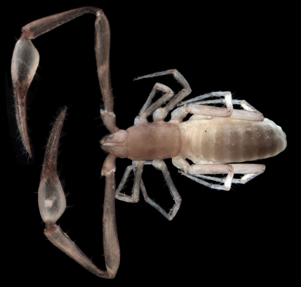 Indohya-PSE005-troglofaunal-pseudoscorpion-1024x977