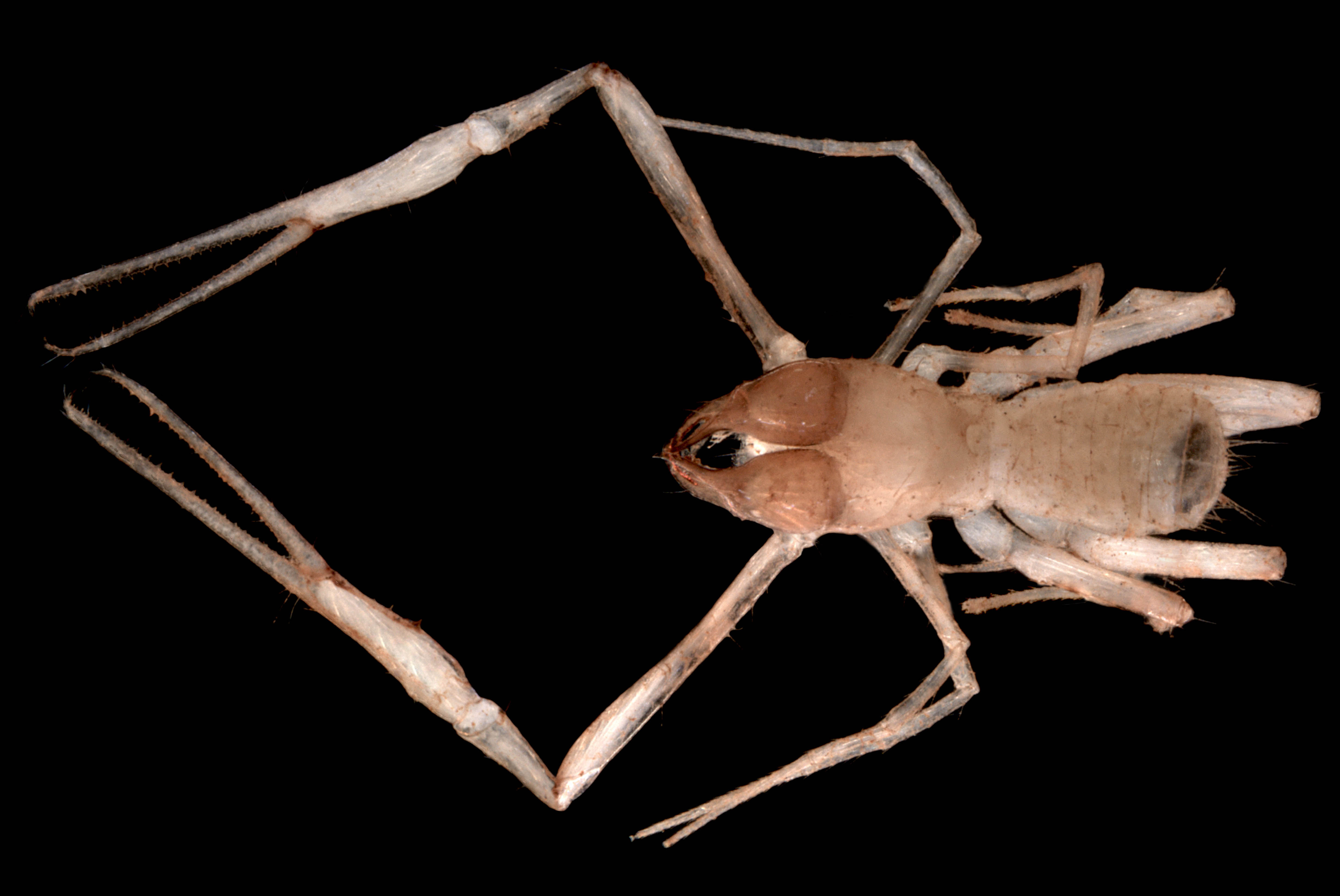 Lagynochthonius-PSE040-troglofaunal-pseudoscorpion