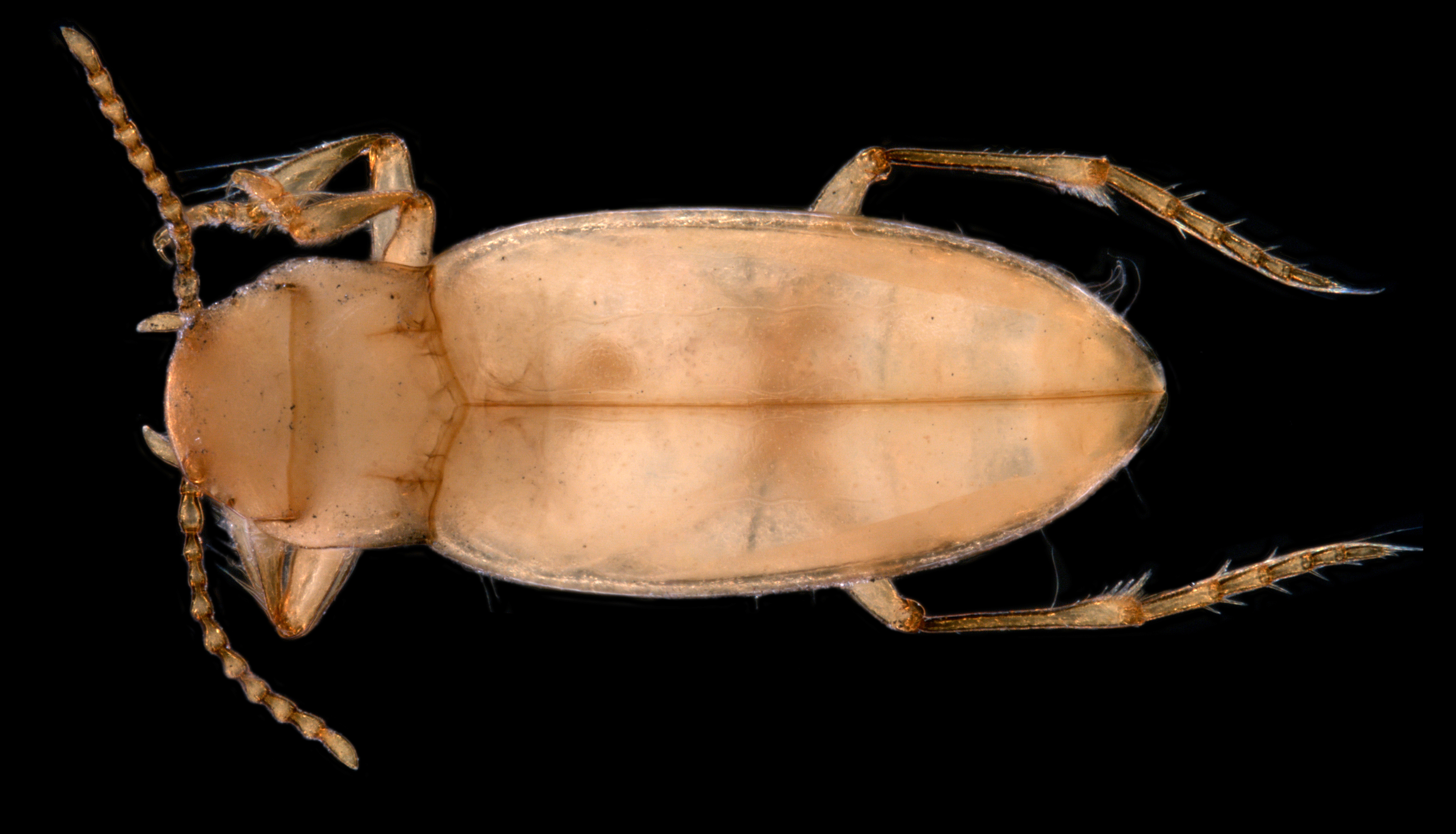 Limbodessus-bennetti-first-stygofaunal-Dytiscidae-beetle-of-the-Pilbara