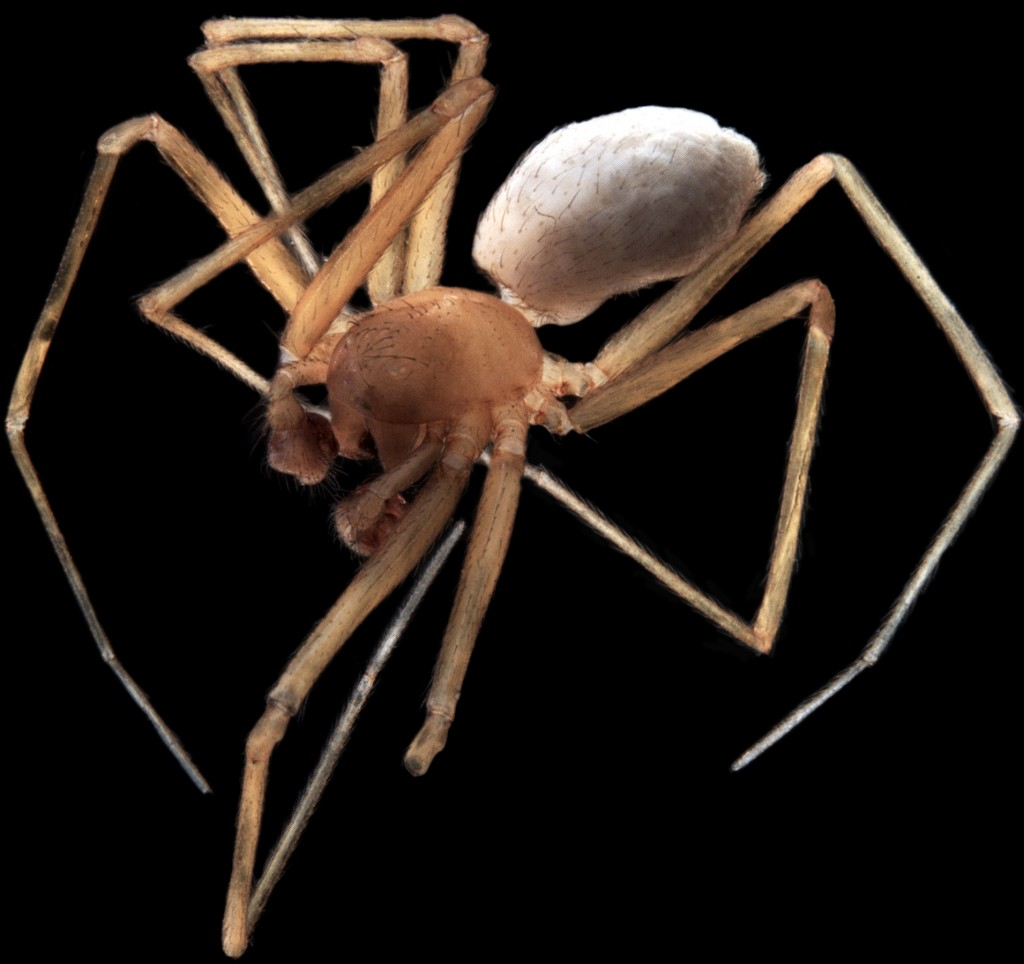 Linyphiidae-sp.-B03-troglofaunal-spider-1024x964