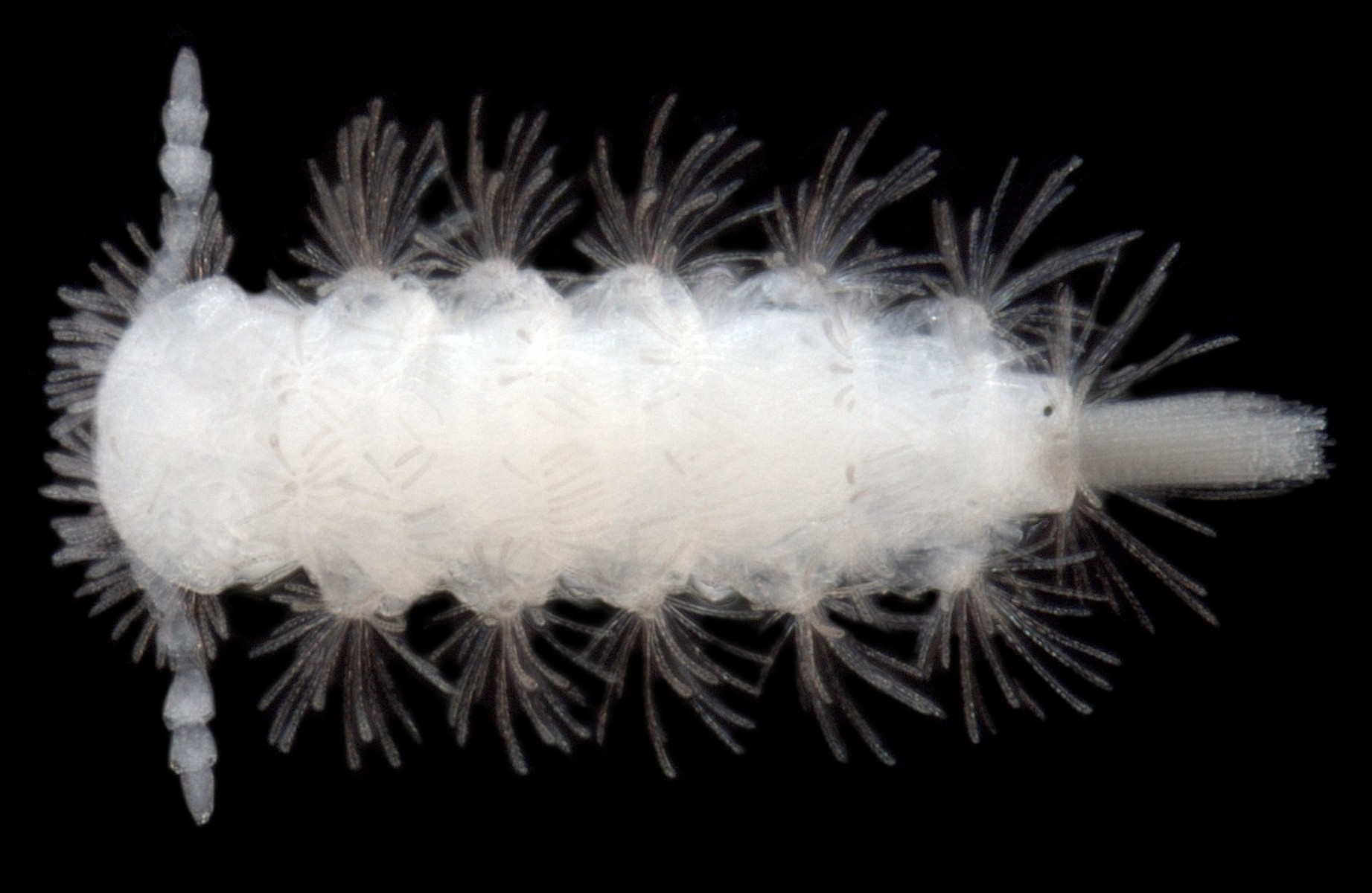 Lophoproctidae-sp.-B01-troglofaunal-millipede-family-Polyxenida-e1389576767499