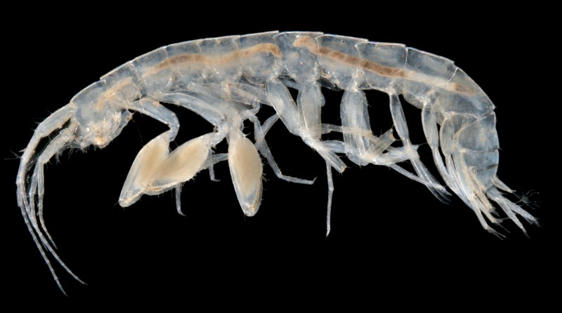 Maarrka-sp.-stygofaunal-amphipod-e1389345806959