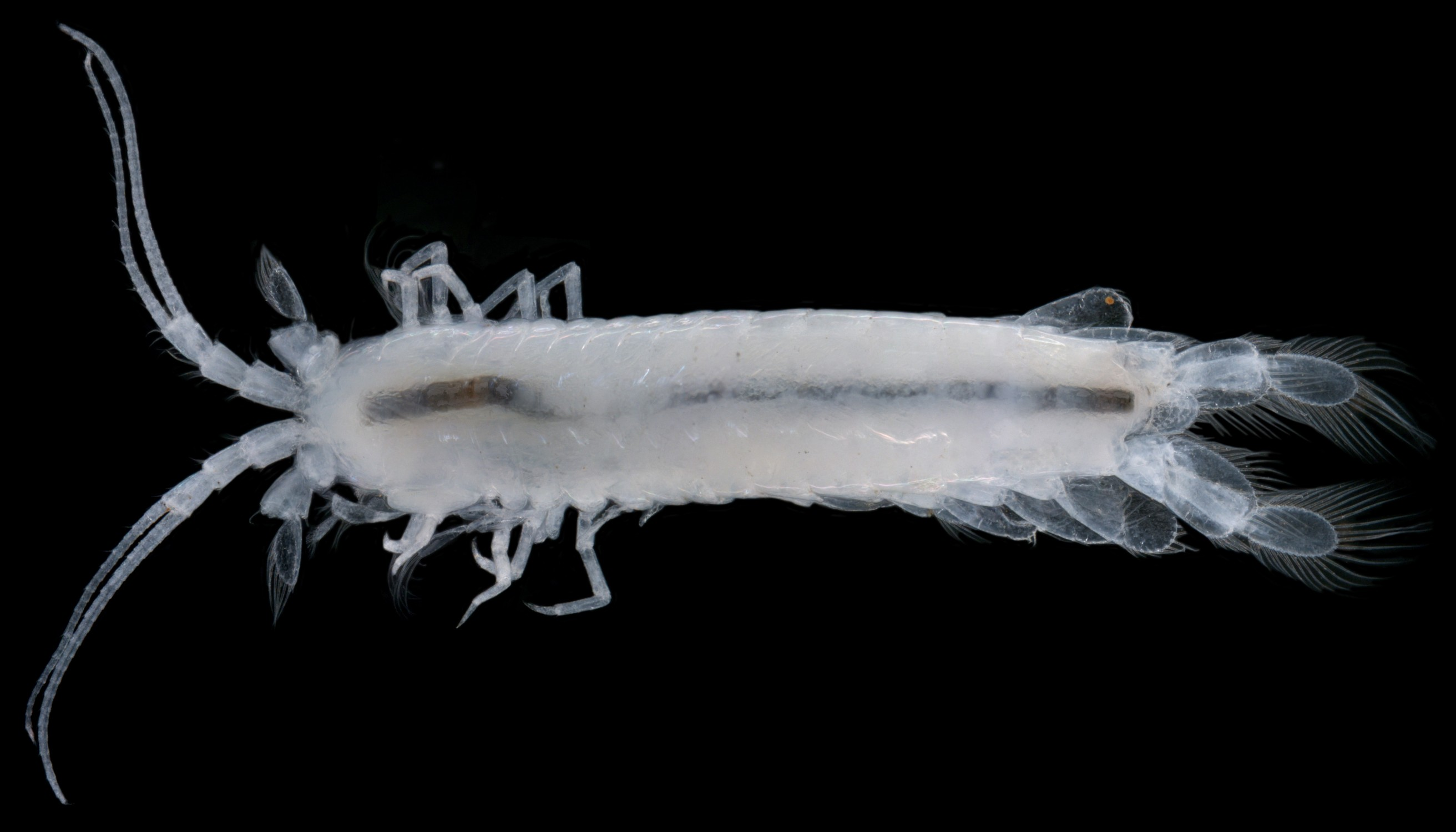 Mangkurtu-kutjarra-stygofaunal-crustacean-e1389346929590