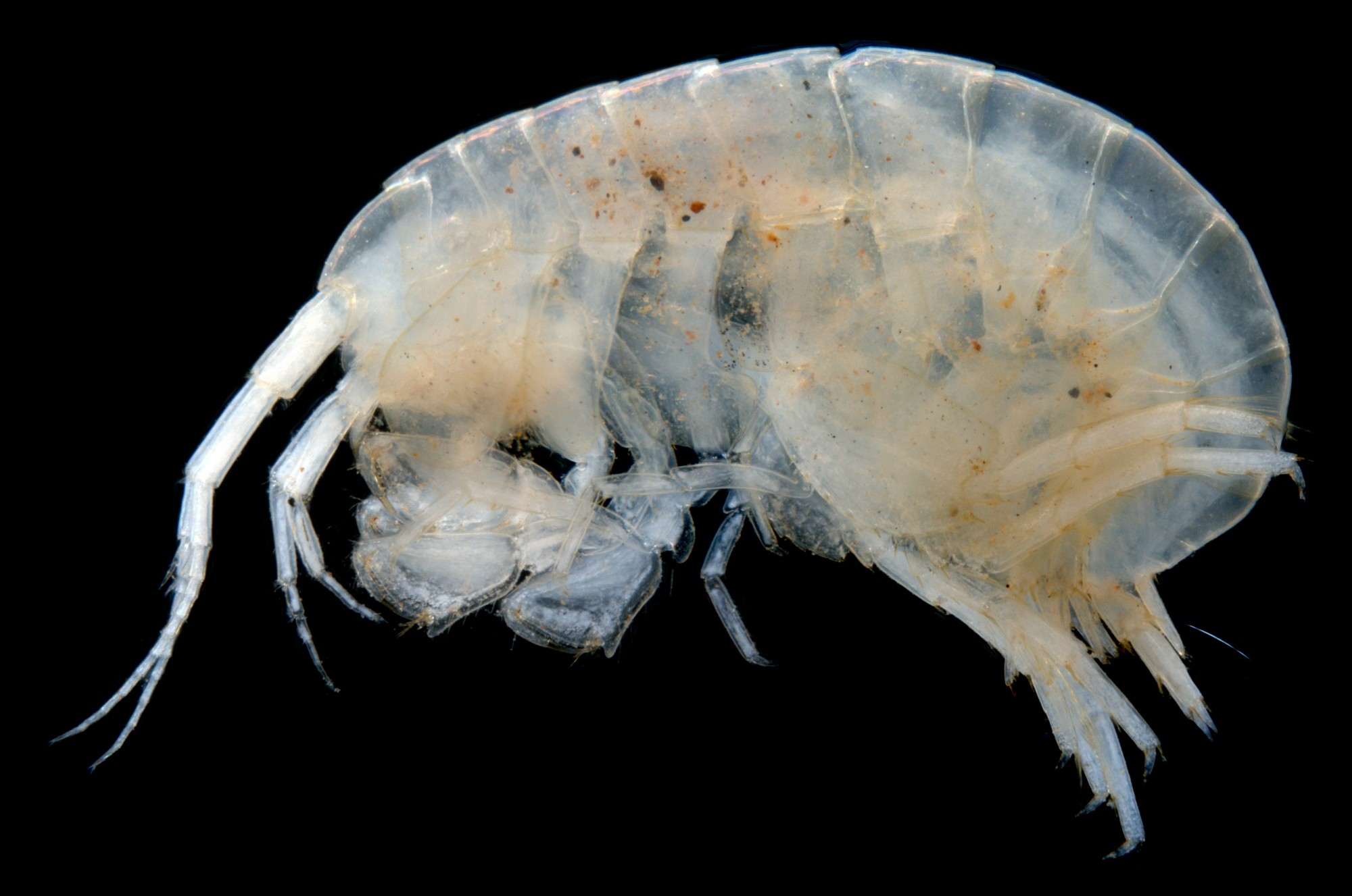 Neoniphargidae-sp.-B01-stygofaunal-amphipod-crustacean-e1404871430871