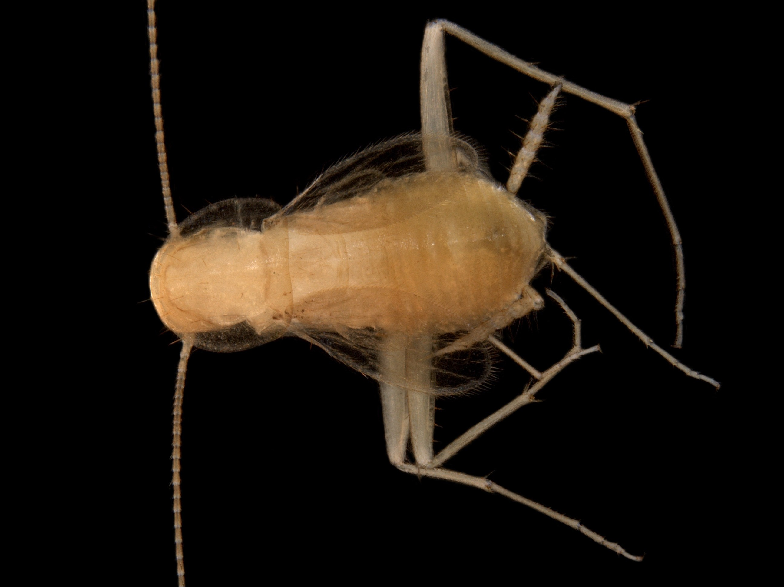 Nocticola-sp.-troglofaunal-cockroach