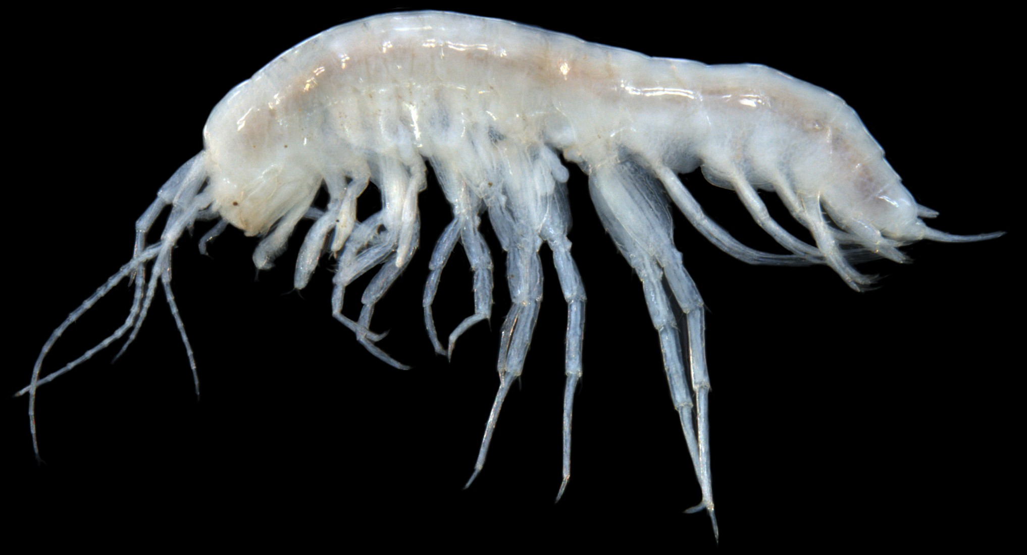 Paramelitidae-nr-Kruptus-sp.-B09-stygofaunal-amphipod-crustacean-e1389346887158