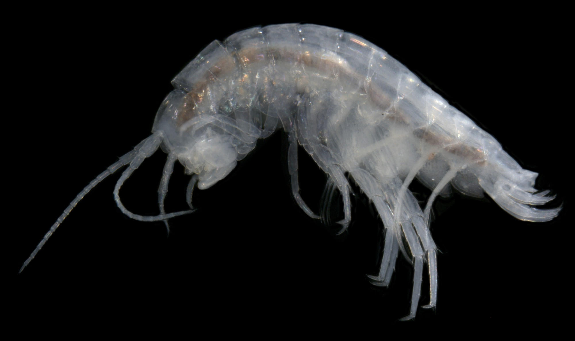 Phreatochiltonia-sp.-stygofaunal-amphipod-e1404871408378
