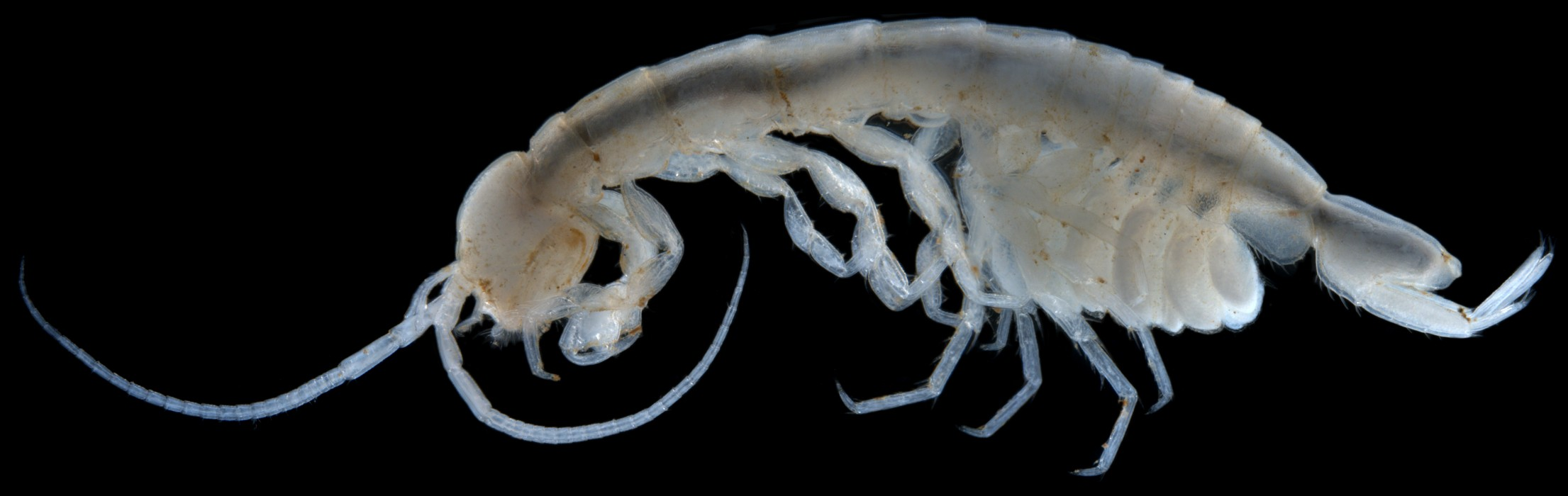 Pilbarophreatoicus-sp.-B01-stygofaunal-isopod-e1389346871896