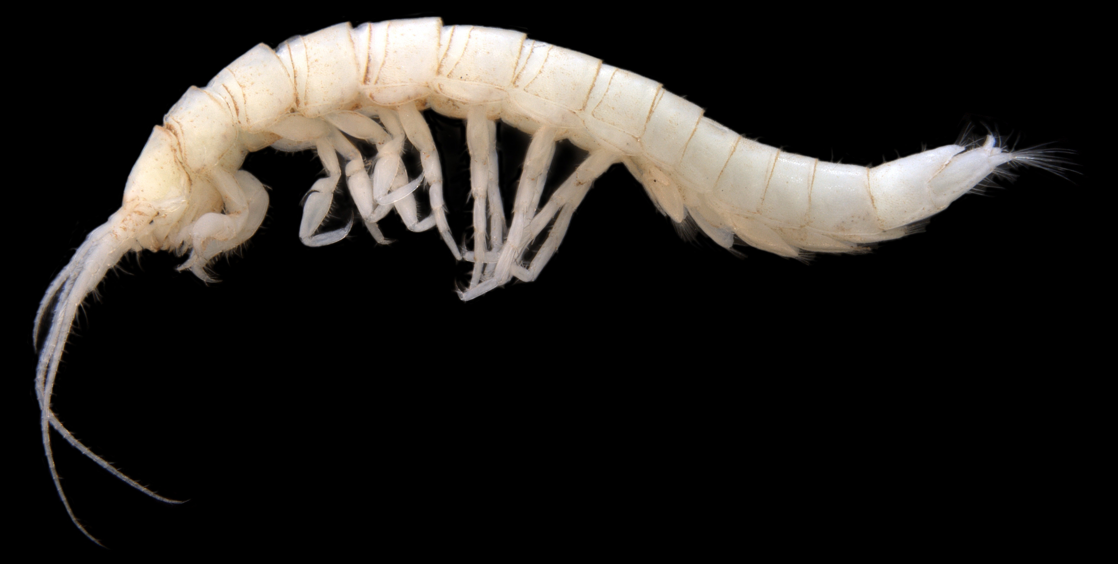 Pygolabis-sp.-stygofaunal-isopod (1)
