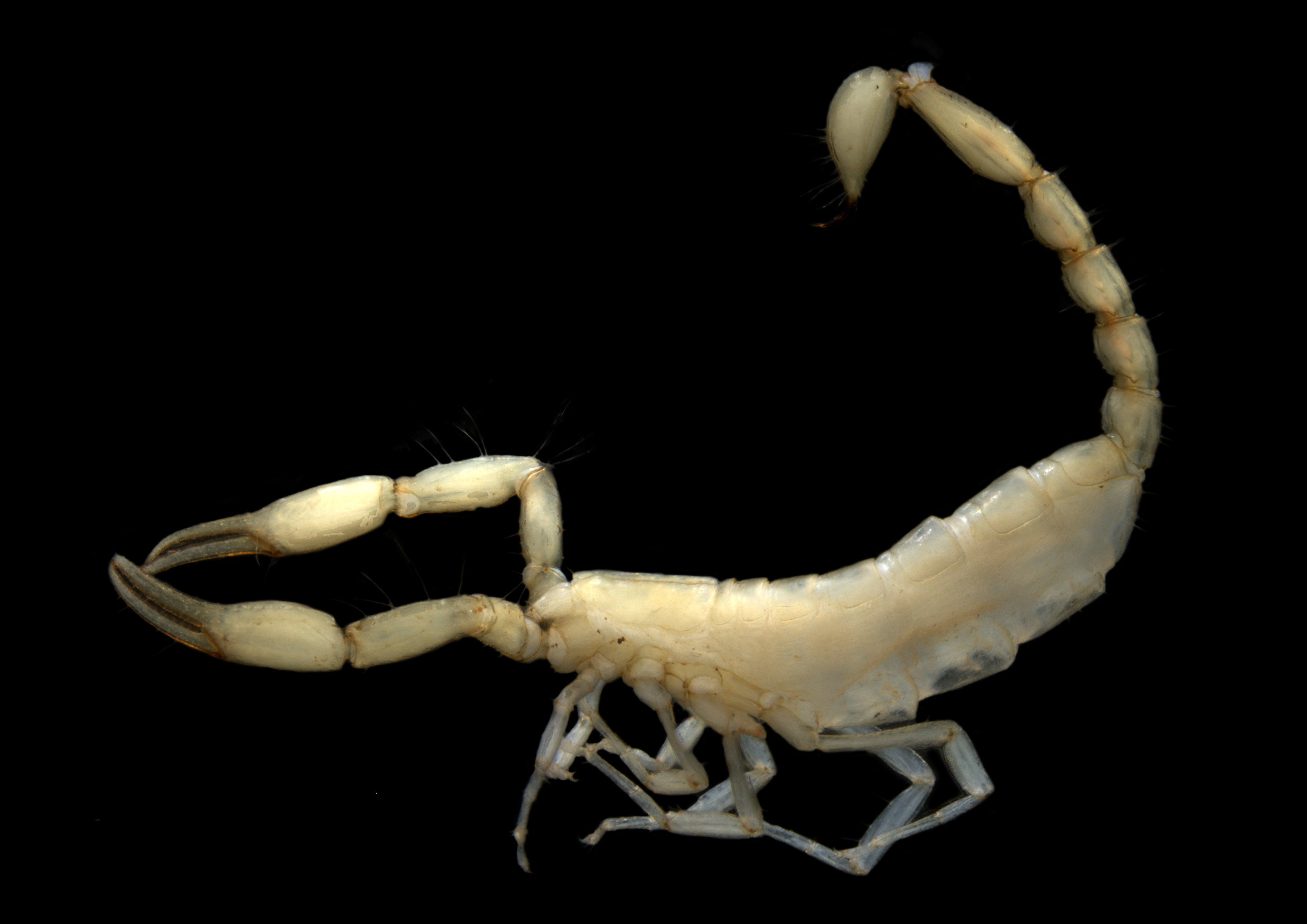 Scorpiones-sp.-B01-first-troglofaunal-scorpion-for-the-mainland-Australia