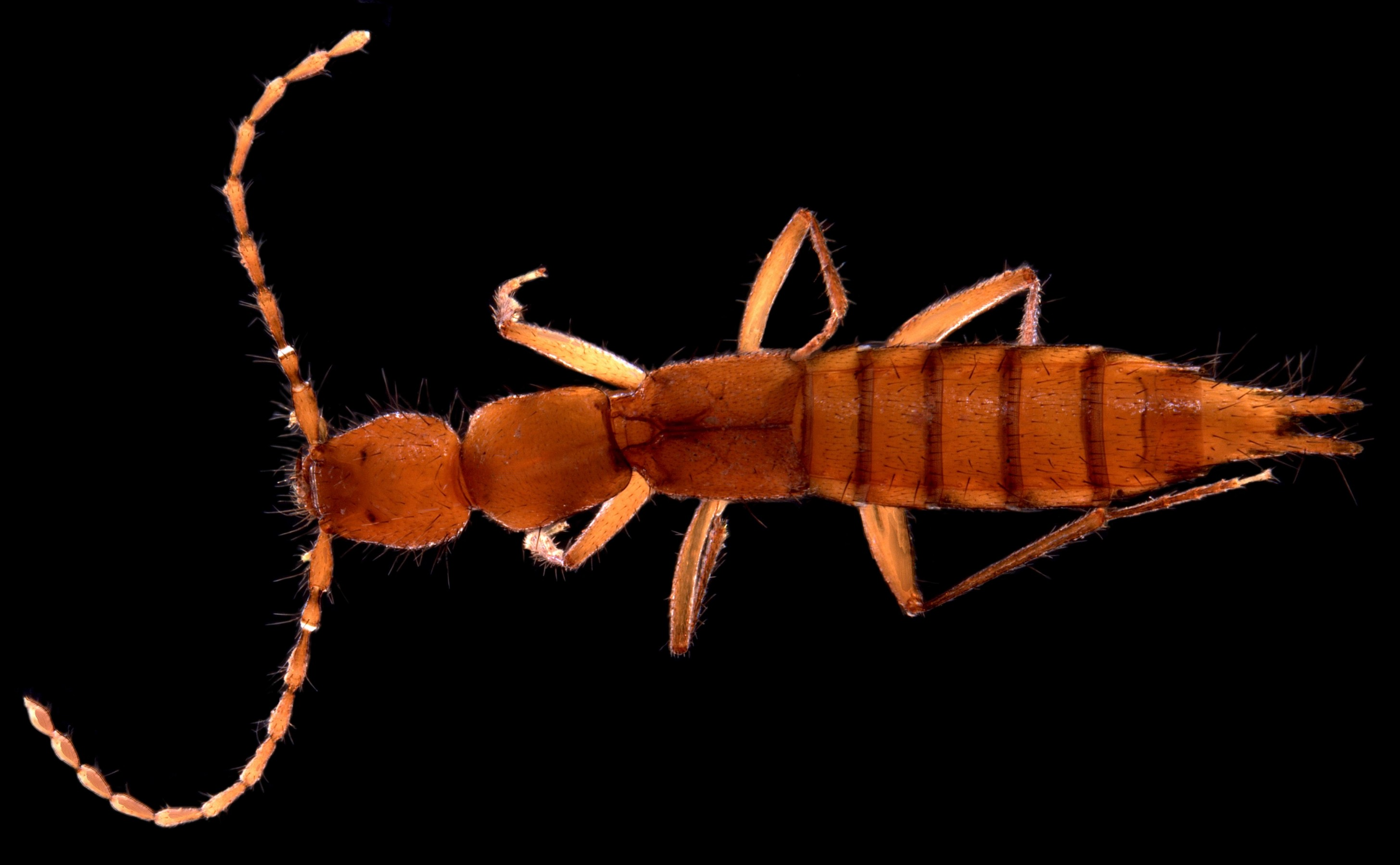 Staphylinidae-sp.-B03-troglofaunal-beetle-e1389576785962