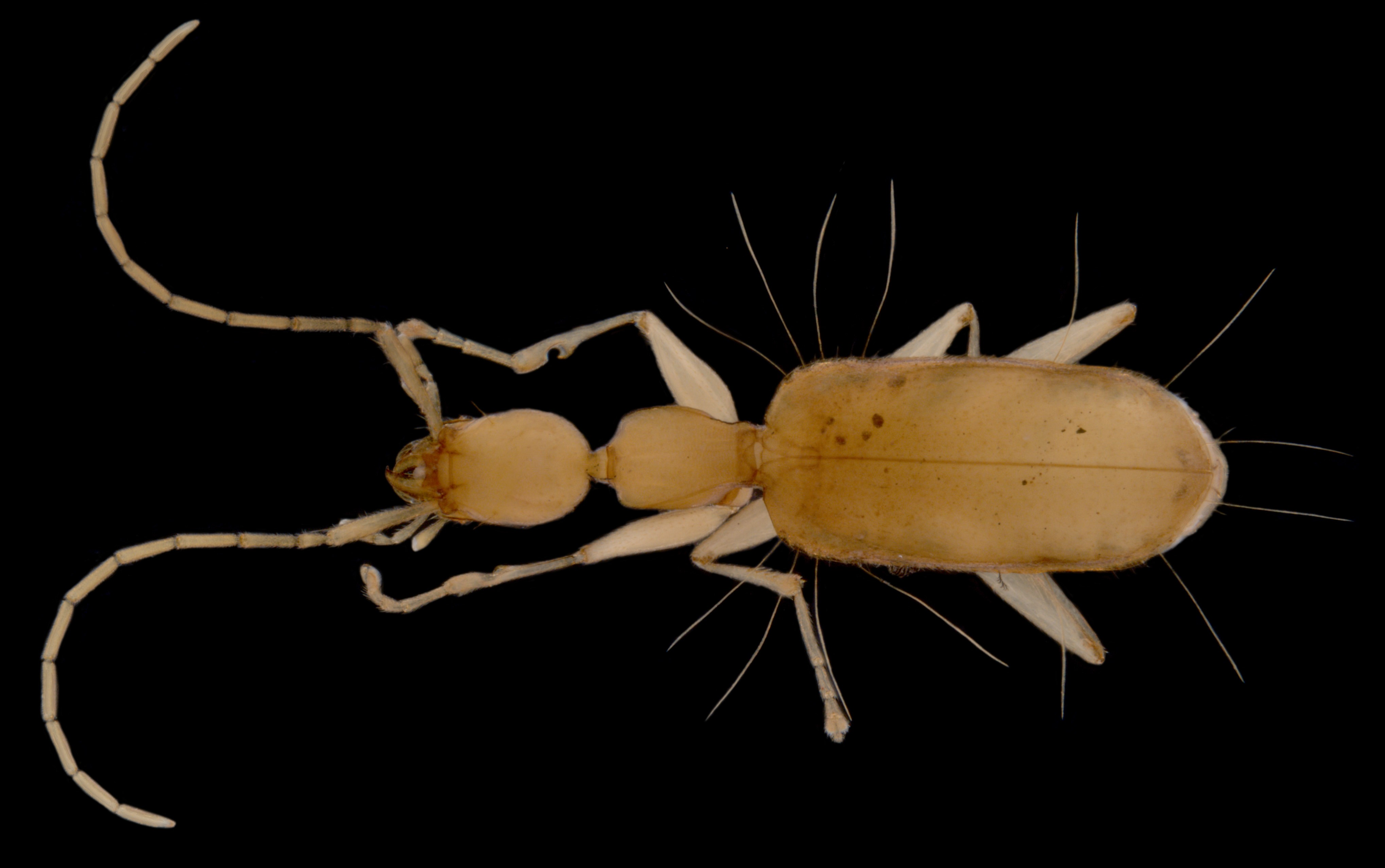 Zuphiinae-sp.-troglofaunal-beetle