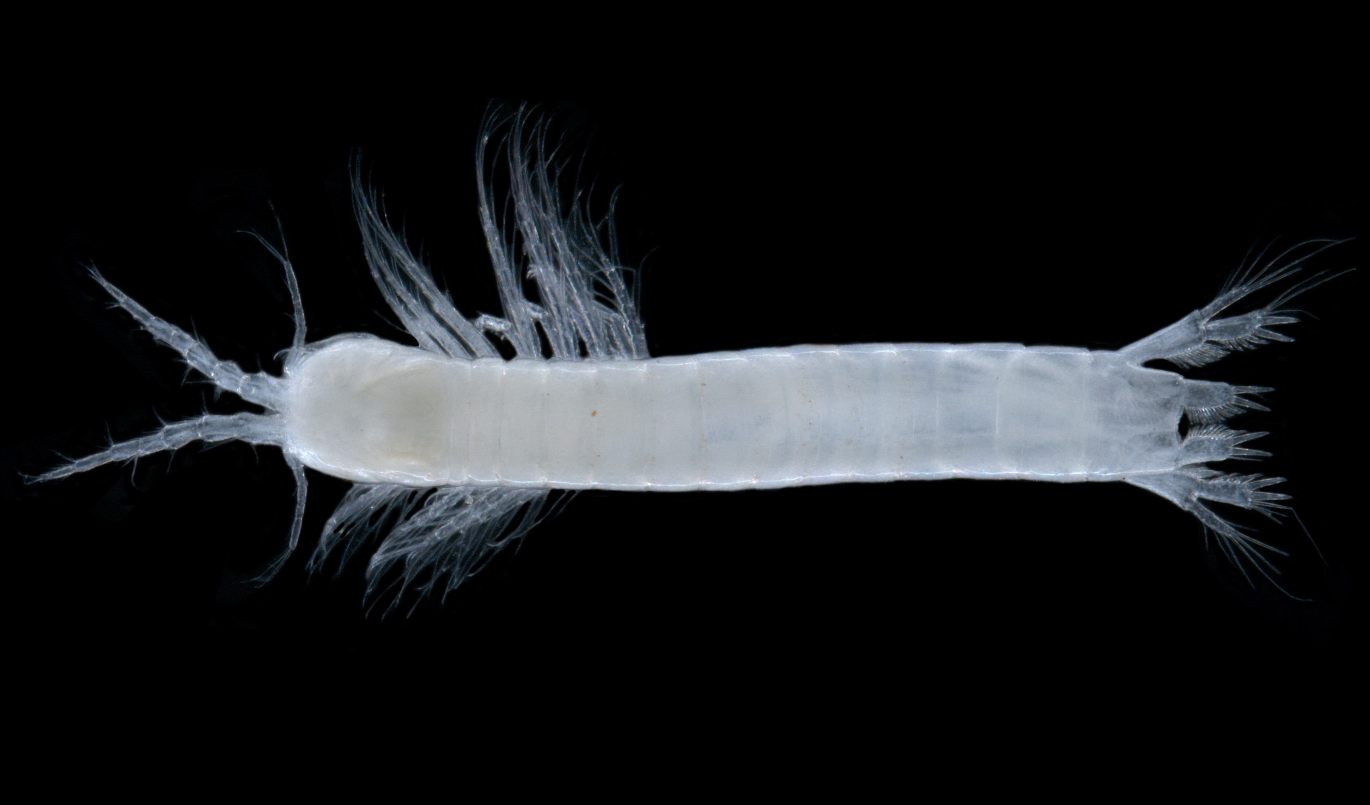 nr-Billibathynella-sp.-B01-stygofaunal-Syncarid-crustacean