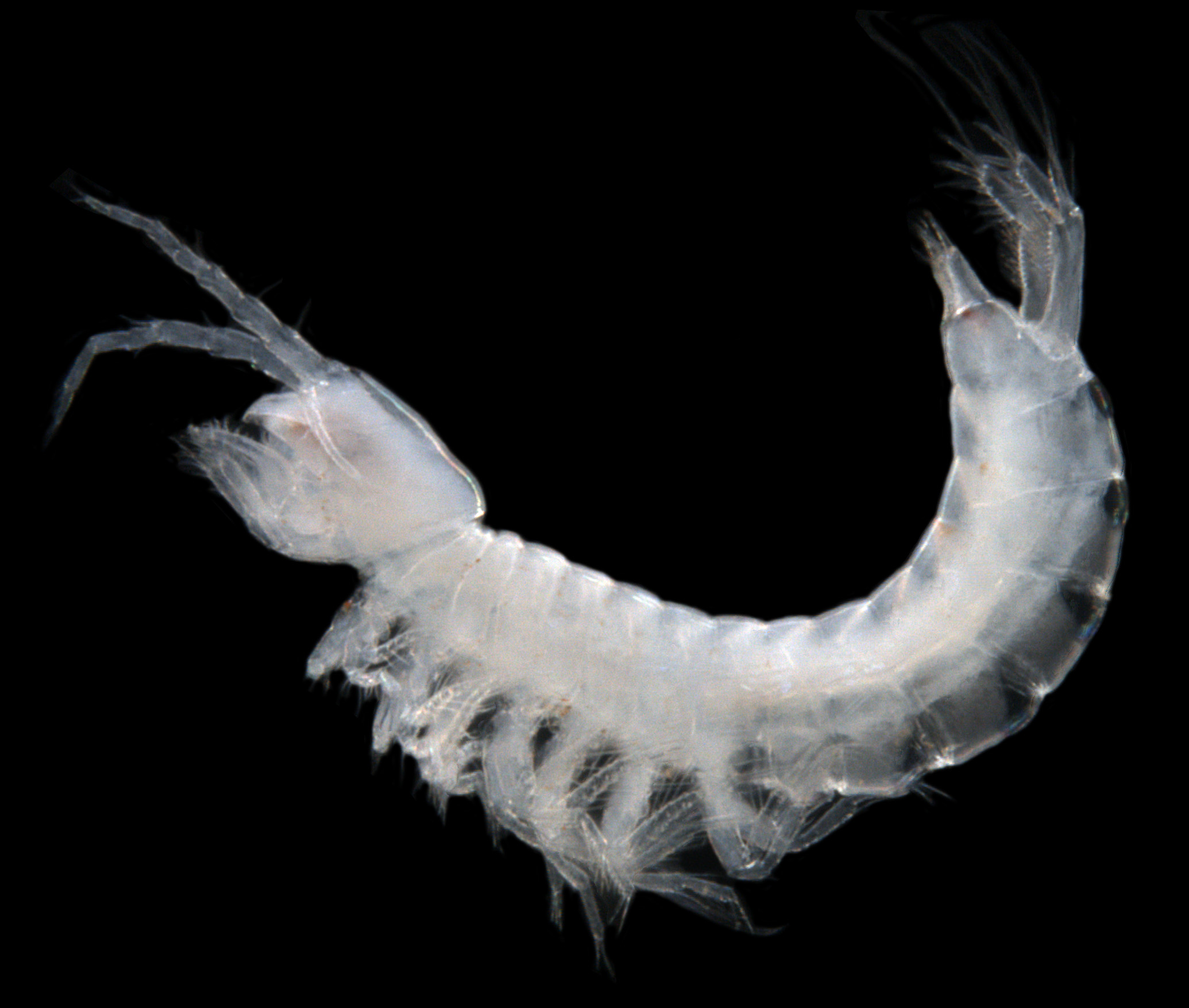 nr-Billibathynella-sp.-B01-stygofaunal-syncarid-crustacean-2